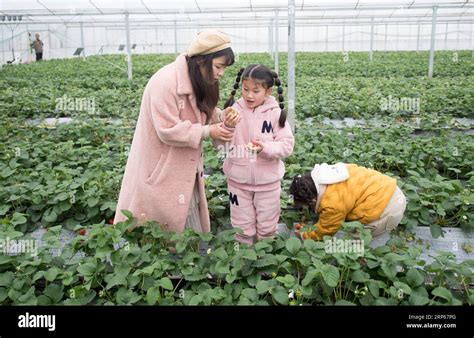 浙江草莓之鄉在哪裏——從歷史文化看現代農業